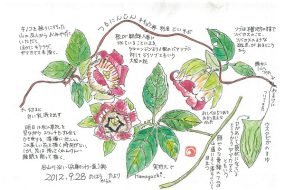 つるにんじん（ 蔓人参）～別名は爺さんのそばかす？～【植物画】