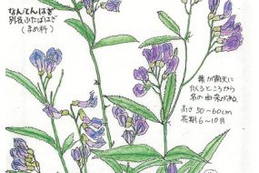 なんてんはぎ（南天萩）～春の芽は山菜に！～【植物画】