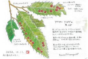 アベマキ・クヌギの虫こぶ～虫が作る不思議な造形物～【植物画】