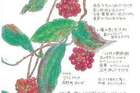 さねかづら（実葛）～有名な句を思い出す～【植物画】