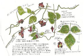 おおばたんきりまめ（ときりまめ）～花より果実がよく目立つ～【植物画】