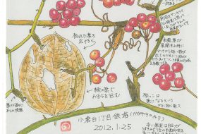 さるとりいばら（猿捕茨）～名前の由来はひっかく～【植物画】