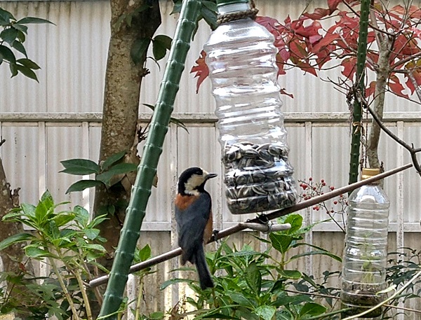 小鳥が集まる庭 不用品で作るバードフィーダー エサ台 ラディッシュスタイル 神戸の暮らしを楽しく快適節約生活