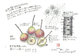 おおずみ（大酸実）～食べられる？すっぱい果実～【植物画】