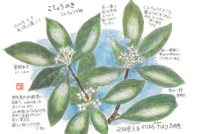 こしょうのき（胡椒の木） ～辛みがある赤い果実～【植物画】