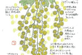 ぎんようあかしあ ～春の訪れを教えてくれる～【植物画】