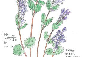 たつなみそう ～花の穂が打ち寄せる～【植物画】