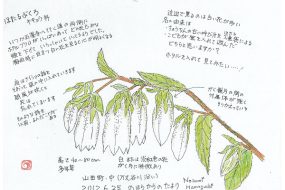 ほたるぶくろ ～ちょうちんの古い呼び名～【植物画】