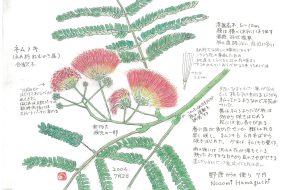 ねむのき（合歓木）～夕方に眠る葉～【植物画】