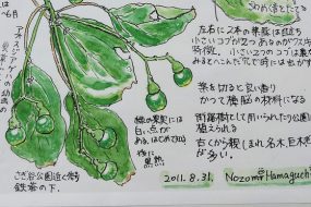 くすのき（楠／樟）～樟脳として使われた爽やかな香り～【植物画】