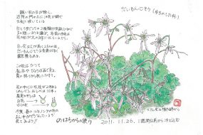 だいもんじそう ～不ぞろいな花弁に趣きを感じる～【植物画】