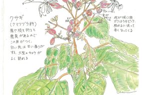 クサギ（臭木）～枝葉を折ると悪臭が！！～【植物画】