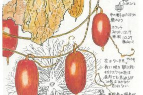 からすうり　～秋の風情を感じる美しい果実～【植物画】