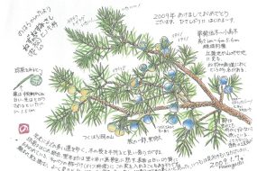 ねずみさし　～ネズミが刺さる(？)ほどの葉の鋭さ！～【植物画】