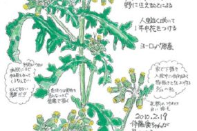 のぼろぎく　～タンポポのように綿毛が大空にとんでいく～【植物画】