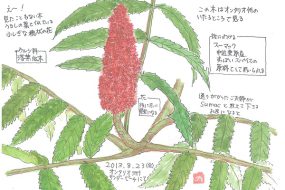 スーマック　～赤い実はまるでベルベットのよう～【植物画】