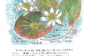 ひつじぐさ～日本に自生する唯一のスイレン～【植物画】