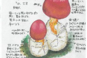 たまごたけ～たまごの殻から生まれた？キノコ～【植物画】