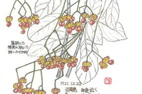 【植物画】まさき～庭木の定番！一年中青々とした葉が楽しめる～