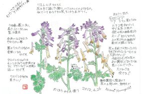 むらさきけまん　～ハワイのレイを連想させる花～【植物画】