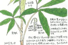 まむしぐさ～茎のまだら模様がまるで“まむし”のよう！～【植物画】