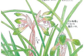 シュンラン（春蘭）～春の雪解けと共につぼみを膨らませる～【植物画】