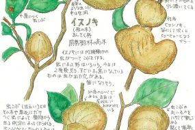 イスノキ～いろんな形の虫こぶができる木～【植物画】