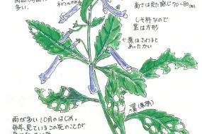 あきちょうじ～秋に咲く丁字形の花～【植物画】