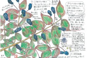 ギンバイカ～結婚式にも使われる神聖な樹～【植物画】