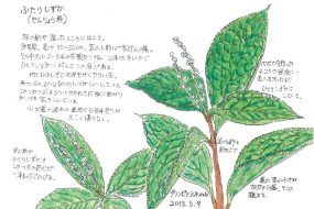 【植物画】ふたりしずか～静御前の舞姿にたとえた花～