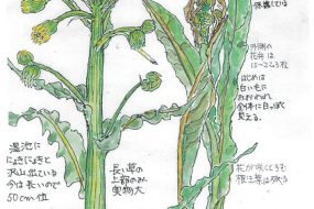 【植物画】さわおぐるま～春の陽気に誘われて～