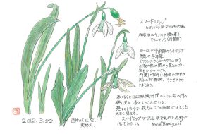 【植物画】スノードロップ～春を告げる可憐な白い花～