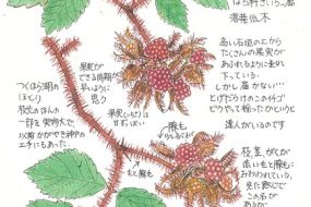 【植物画】えびがらいちご～希少種の野生の木いちご～
