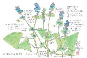 【植物画】いしみかわ～石のような実に皮がある～