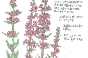 【植物画】みそはぎ～お盆に欠かせない花～