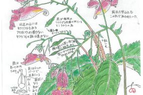 【植物画】つりふねそう～釣り舟のような形の花～