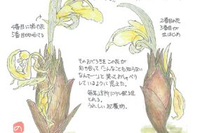 【植物画】ミョウガの花～花穂が食材として親しまれてきた～