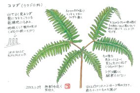 【植物画】コシダ～山に生息するシダ～
