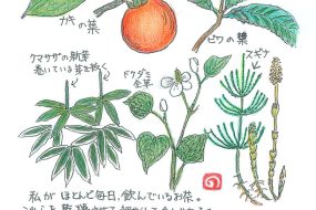 【植物画】草木のお茶