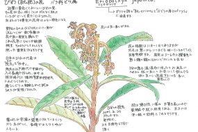 【植物画】びわ（枇杷）の花～冬に花が咲き、春に小さい実をつける～