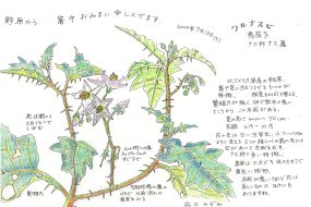 【植物画】わるなすび～“悪いナス”といわれて可哀想？？～
