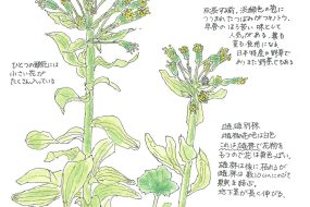 【植物画】蕗（ふき）の花～天ぷらにすると絶品！～