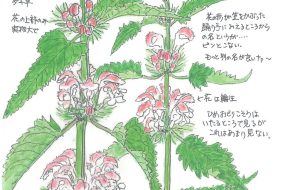 【植物画】おどりこそう～扇子を持ち菅笠をかぶった踊り子のよう～