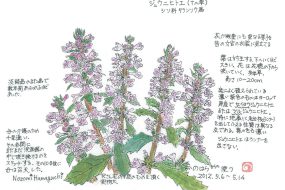 【植物画】ジュウニヒトエ～花穂の重なりが十二単のよう～