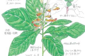【植物画】かきのはぐさ～希少種で珍しい山野草～